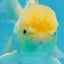 White Oranda Male 5.5 inches #052325OR_04