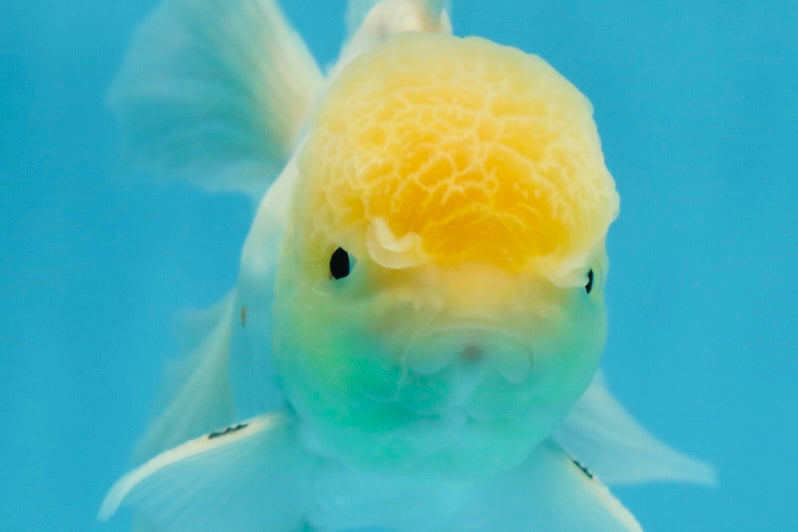 White Oranda Male 5.5 inches #052325OR_04