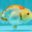 ADORABLE Kohaku Red White Lionchu Female 4 inches #081426LC_15