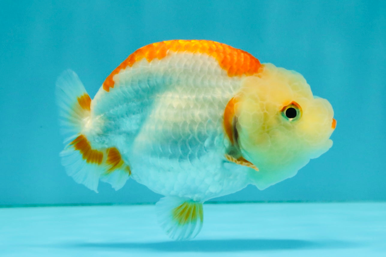ADORABLE Kohaku Red White Lionchu Female 4 inches #081426LC_15