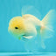 BEAUTY A Grade White Sakura Oranda Male 5.5 inches #050126OR_09