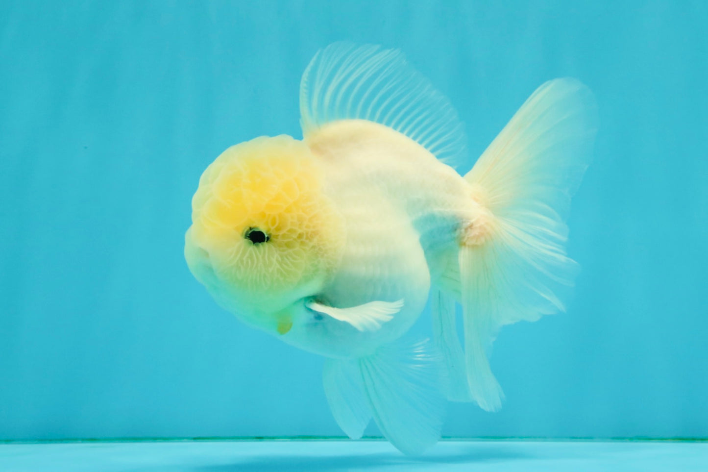 BEAUTY A Grade White Sakura Oranda Male 5.5 inches #050126OR_09