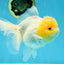 A Grade CLOUDY White Oranda Female 6 inches #062025OR_23
