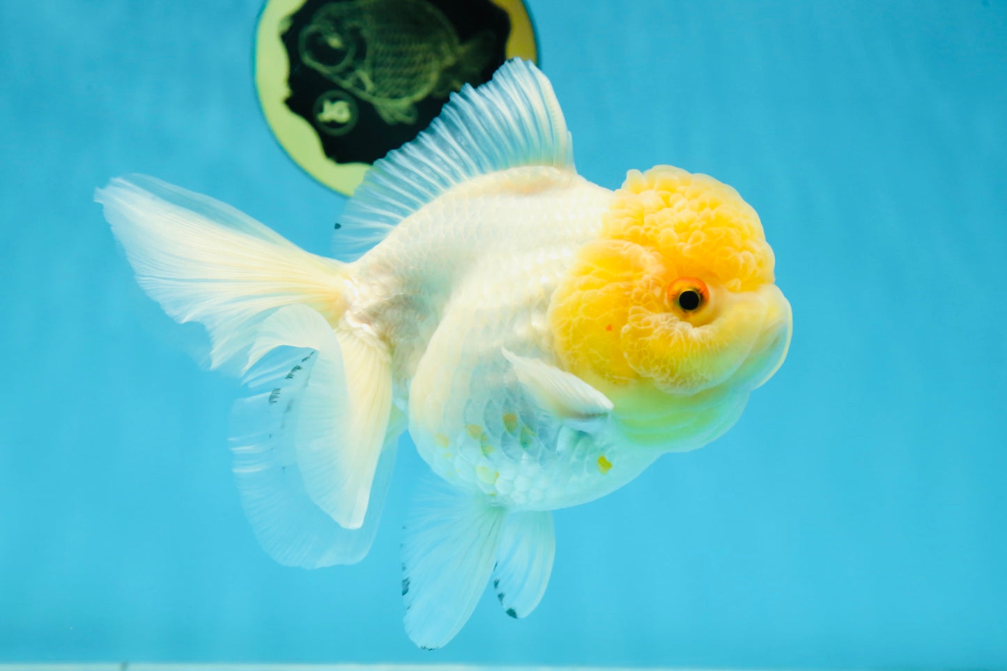 A Grade CLOUDY White Oranda Female 6 inches #062025OR_23