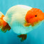 UNIQUE A Grade Red Head Buffalo Ranchu Female 6 inches #100926RC_30