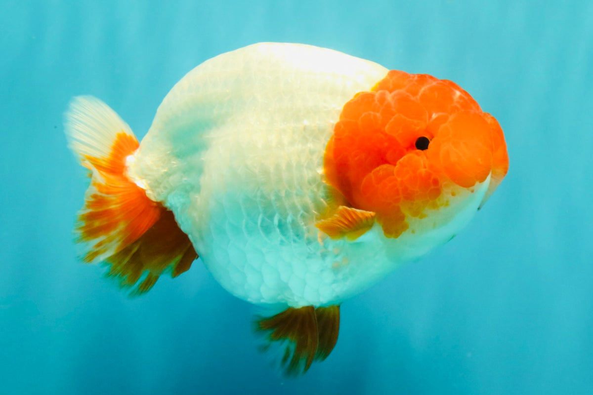 UNIQUE A Grade Red Head Buffalo Ranchu Female 6 inches #100926RC_30