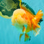 AAA Grade Red White Jade Head Oranda Male 5.5-6 inches #071026OR_29