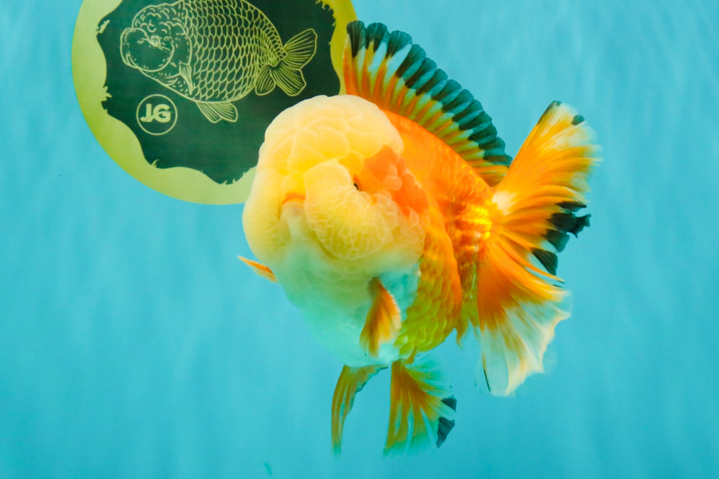 AAA Grade Red White Jade Head Oranda Male 5.5-6 inches #071026OR_29