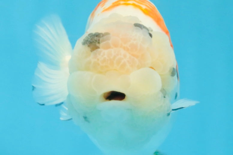 A Grade Sakura LionQueen 5.5 inches #110725LC_11