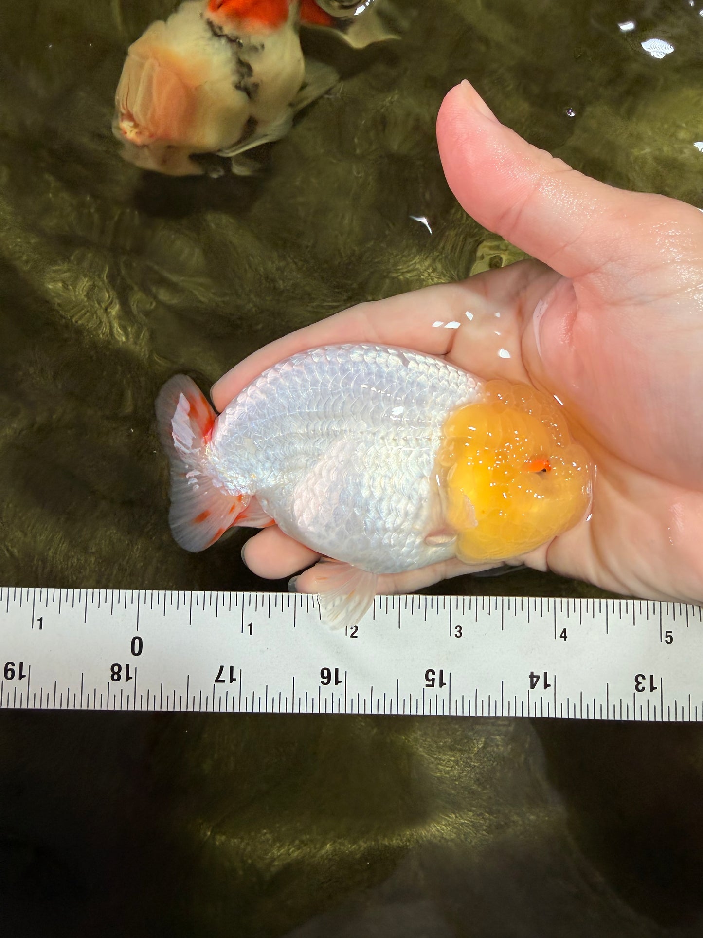 CHICKIE AAA Grade Red White Lipstick LionKing 4-4.5 inches #031326LC_11