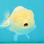 White LionChu Female 4-4.5 inches #050126LC_20