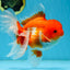 TOMATO AAA Grade Red White Oranda Male 5.5-6 inches #082225OR_11