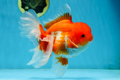 TOMATO AAA Grade Red White Oranda Male 5.5-6 inches #082225OR_11
