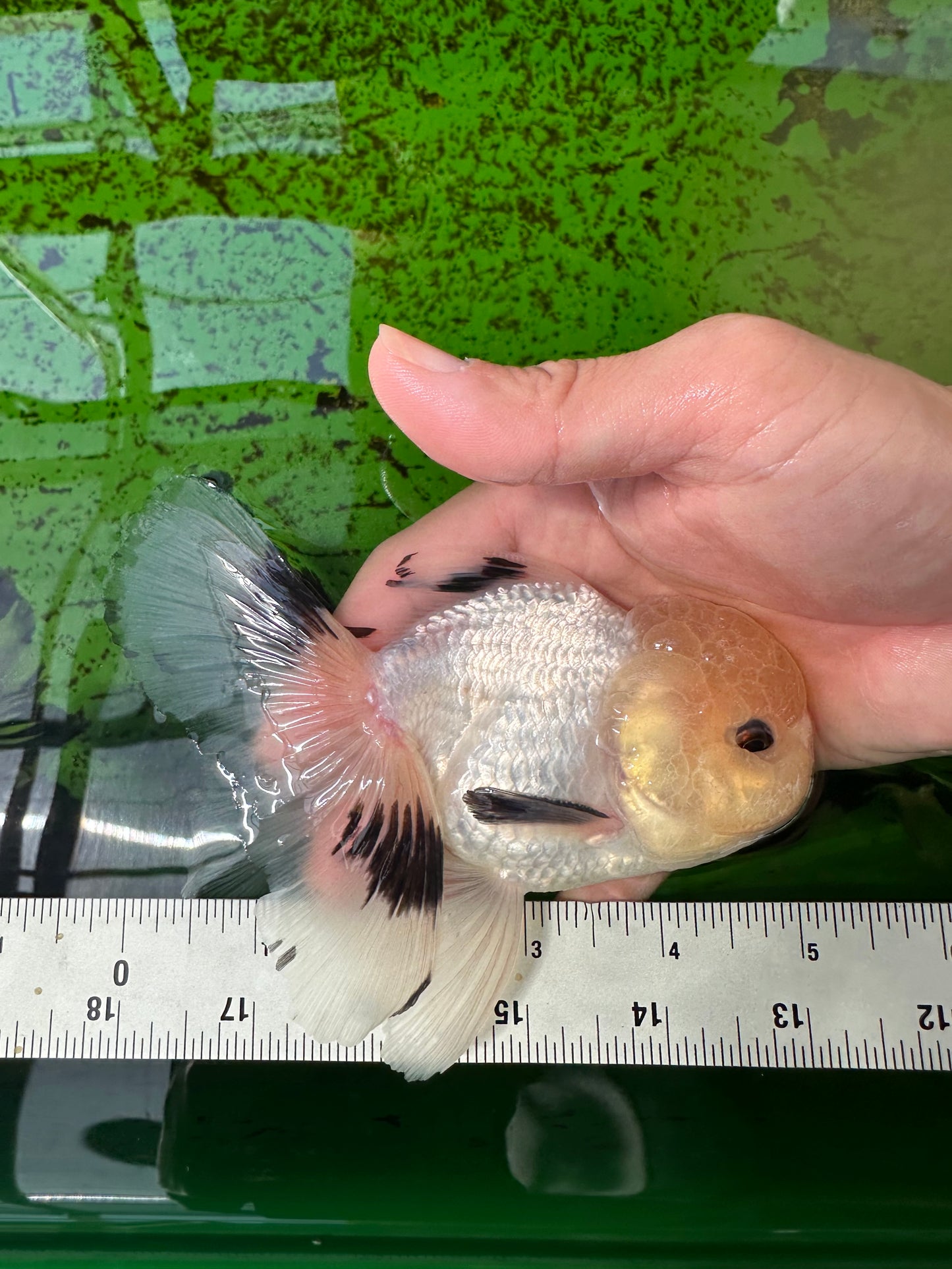 A Grade Panda Button Eyes Oranda Male 5 inches #0920OR_25