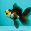 Panda Oranda Male 3.5-4 inches #1018OR_16