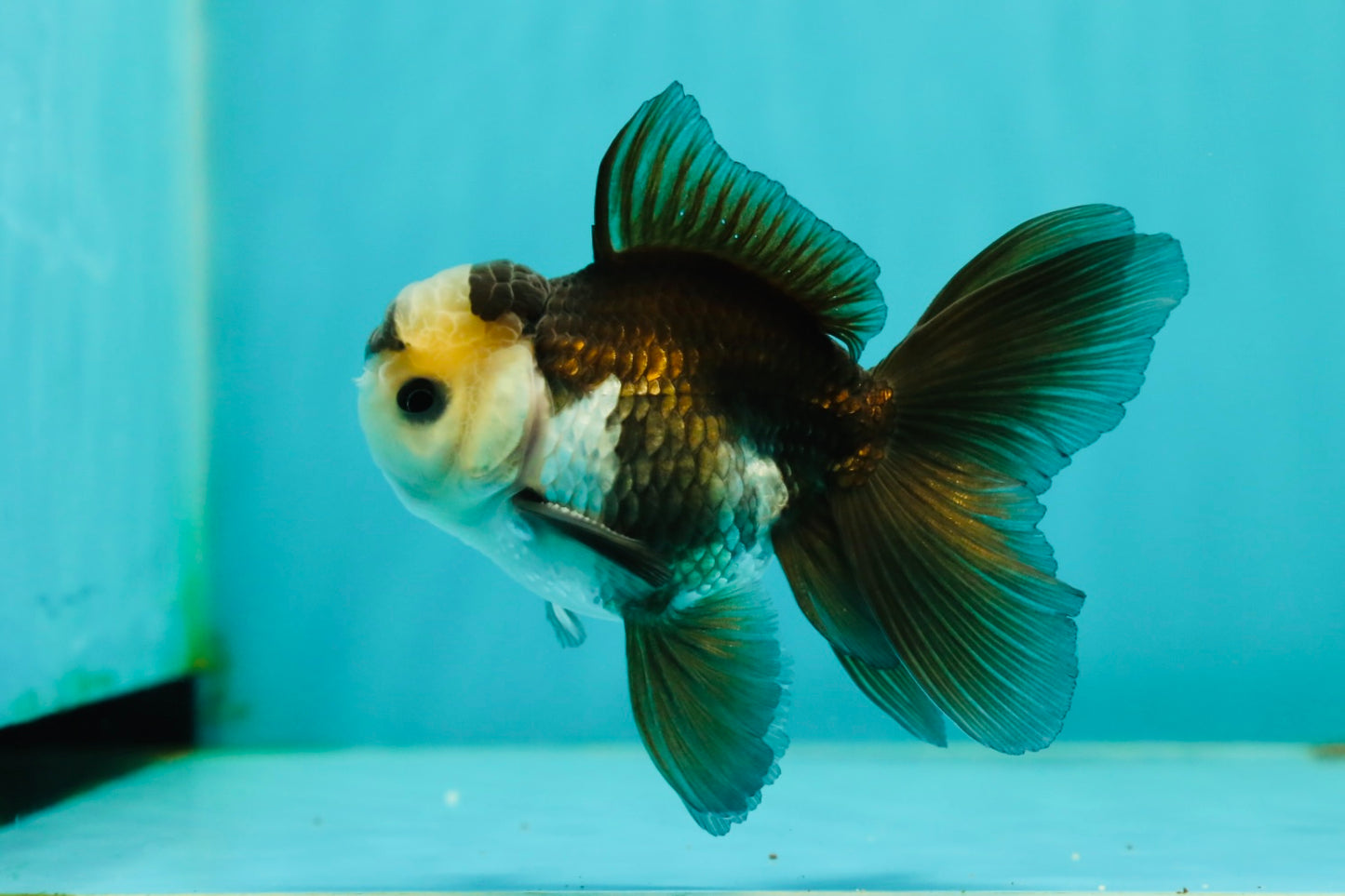 Panda Oranda Male 3.5-4 inches #1018OR_16