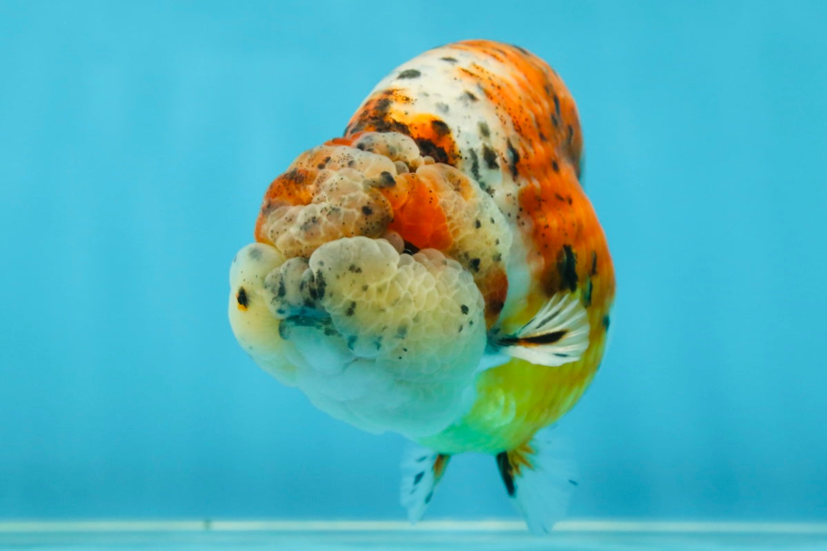 AAA Grade Calico LionKing 4.5-5 inches #050925LC_03