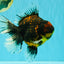 CHUNKY AAA Grade Tiger Oranda Male 6.5-7 inches #072426OR_01