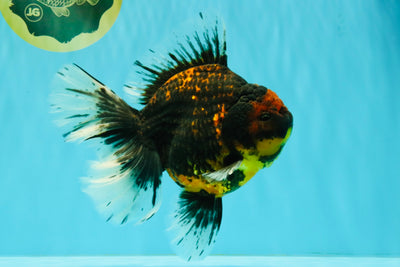 CHUNKY AAA Grade Tiger Oranda Male 6.5-7 inches #072426OR_01