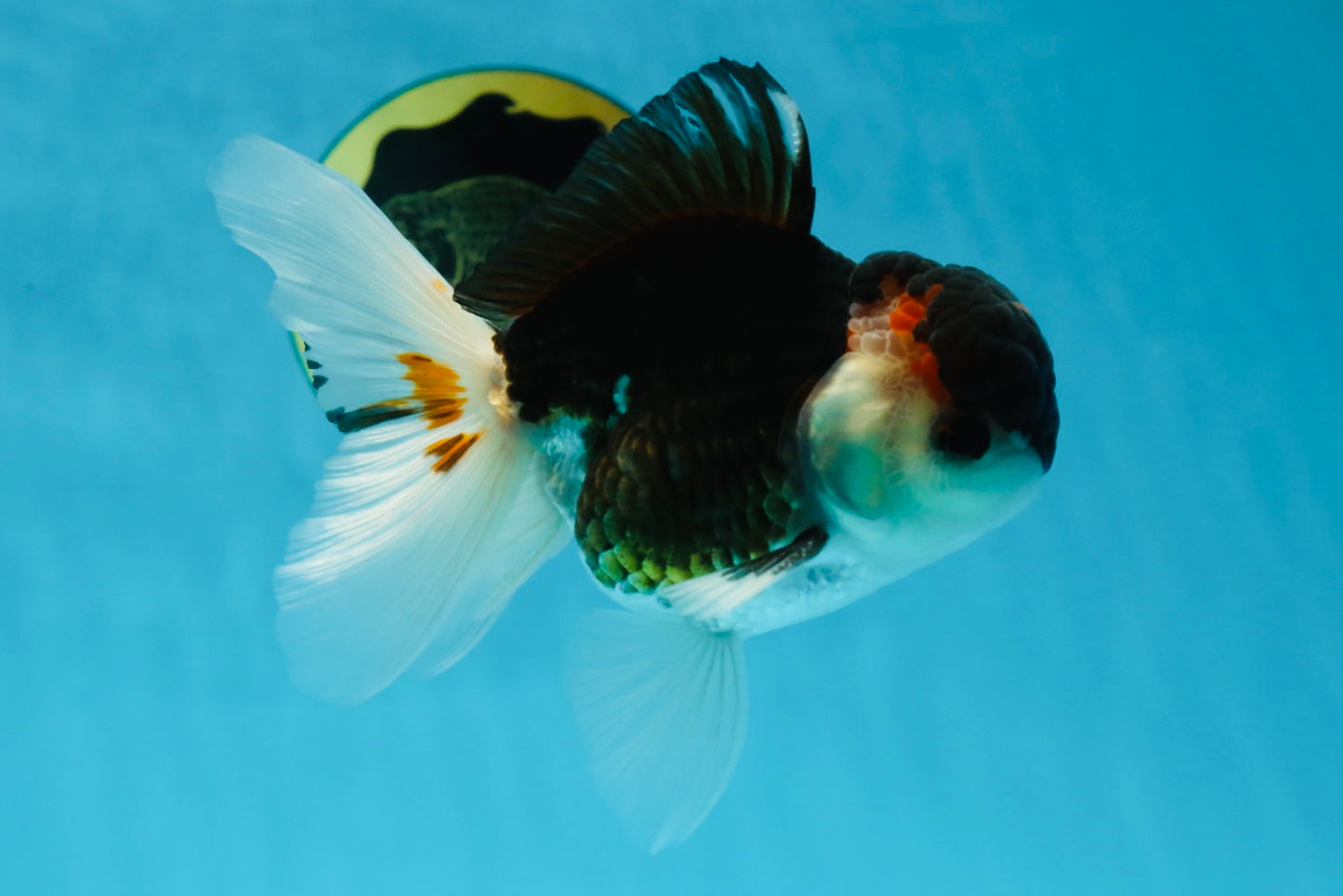 AAA Grade Tricolor  Button Eyes Oranda Male 4.5-5 inches #053025OR_21