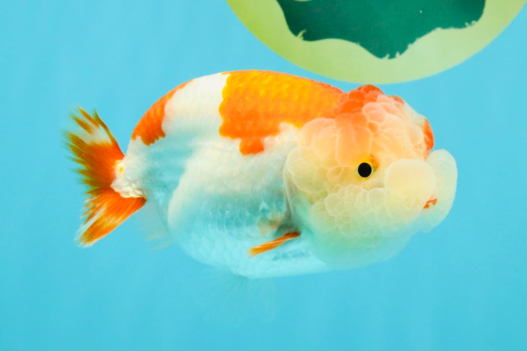 A Grade Kohaku Red White LionQueen 4-4.5 inches #031326LC_10