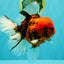 A Grade Tiger Oranda Male 7.5 inches #101626OR_19