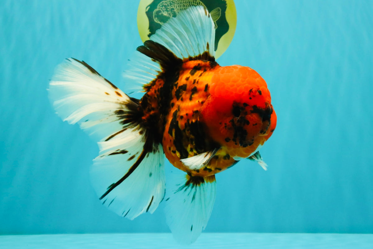 A Grade Tiger Oranda Male 7.5 inches #101626OR_19