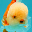 FLUFFY WEN AAA Grade Jade Head Red White Oranda Male 7.5 inches #071726OR_02