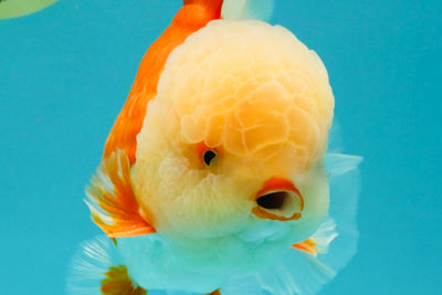 FLUFFY WEN AAA Grade Jade Head Red White Oranda Male 7.5 inches #071726OR_02