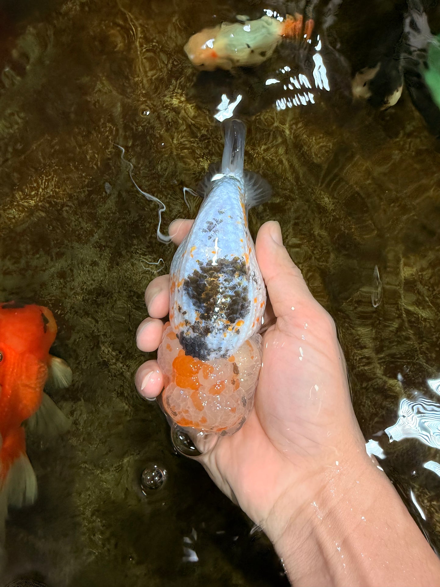 SUPER CUTE Sakura LionChu Female 5.5 inches #121925LC_08