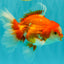 A Grade Red White Oranda Male 5.5-6 inches #070626OR_07