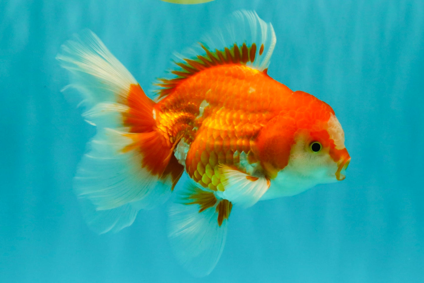 A Grade Red White Oranda Male 5.5-6 inches #070626OR_07