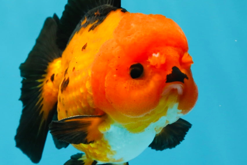 A Grade Pompom Apache Button Eyes Yuanbao Male 4 inches #050925YB_26