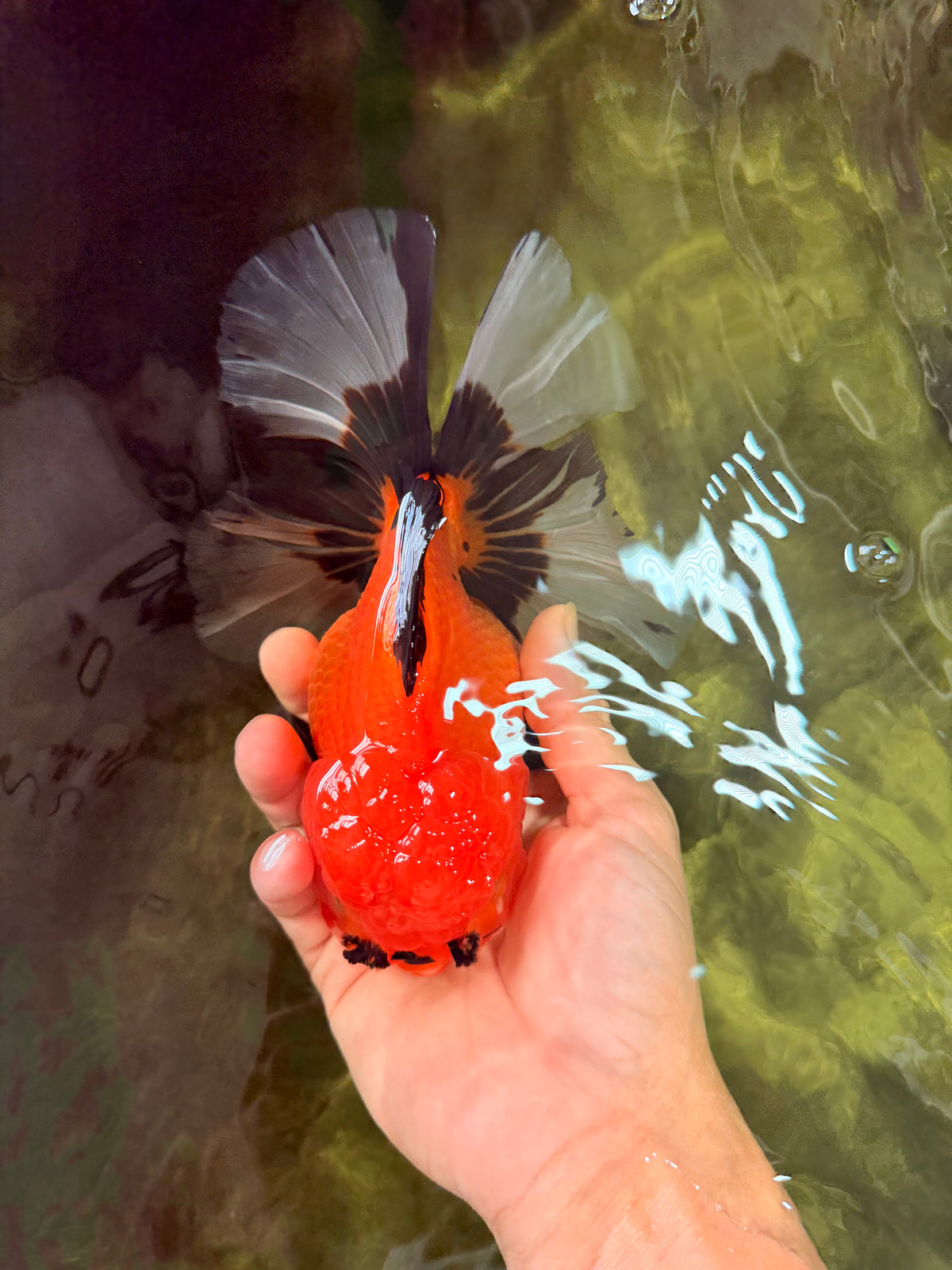 CHARLIE AAA Grade Apache Oranda Female 6.5 inches #091826OR_01