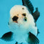 Panda Oranda Female 4.5 inches #112924OR_14