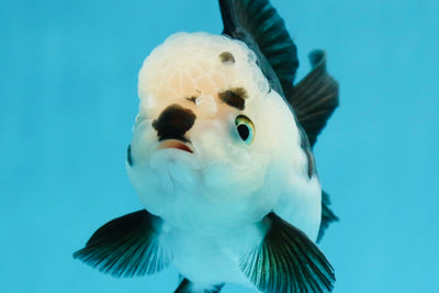 Panda Oranda Female 4.5 inches #112924OR_14