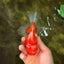 A Grade Red White Oranda Male 5-5.5 inches #091826OR_08