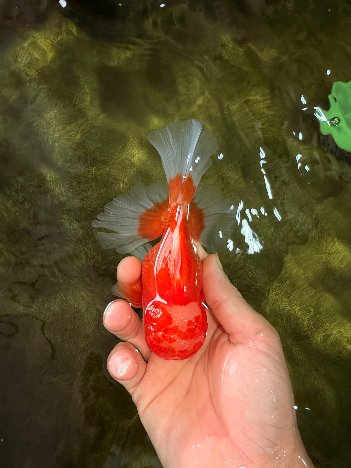 A Grade Red White Oranda Male 5-5.5 inches #091826OR_08