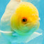 AAA Grade White Oranda Male 5 inches #042525OR_11