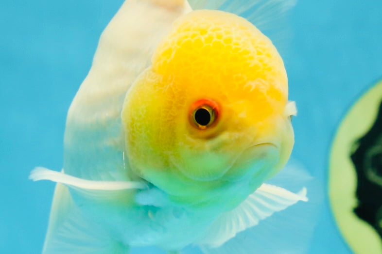 AAA Grade White Oranda Male 5 inches #042525OR_11