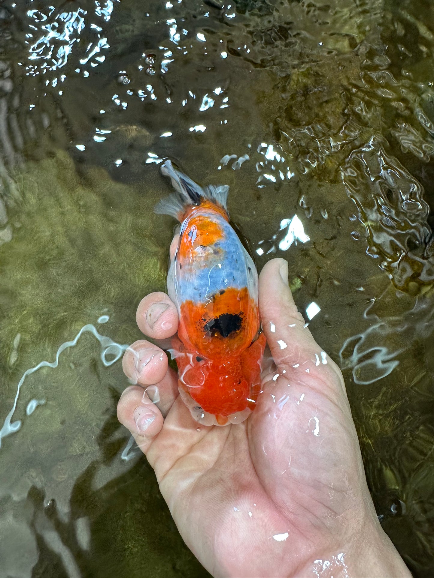 A Grade Freckled Chubby Calico LionKing 4.5 inches #062025LC_07