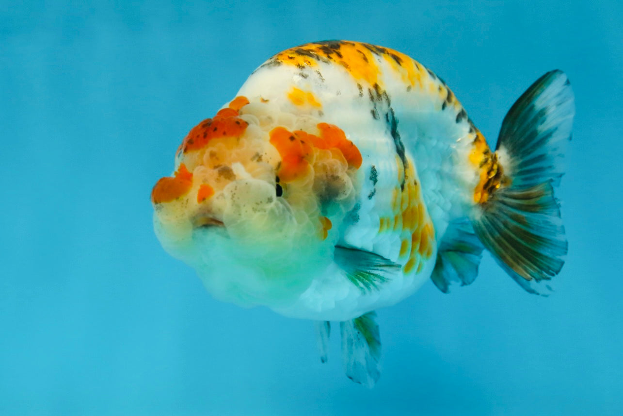 AAA Grade Tricolor LionQueen 4.5 inches #062025LC_10