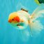 A Grade Red White Oranda Male 5.5 inches #062626OR_36