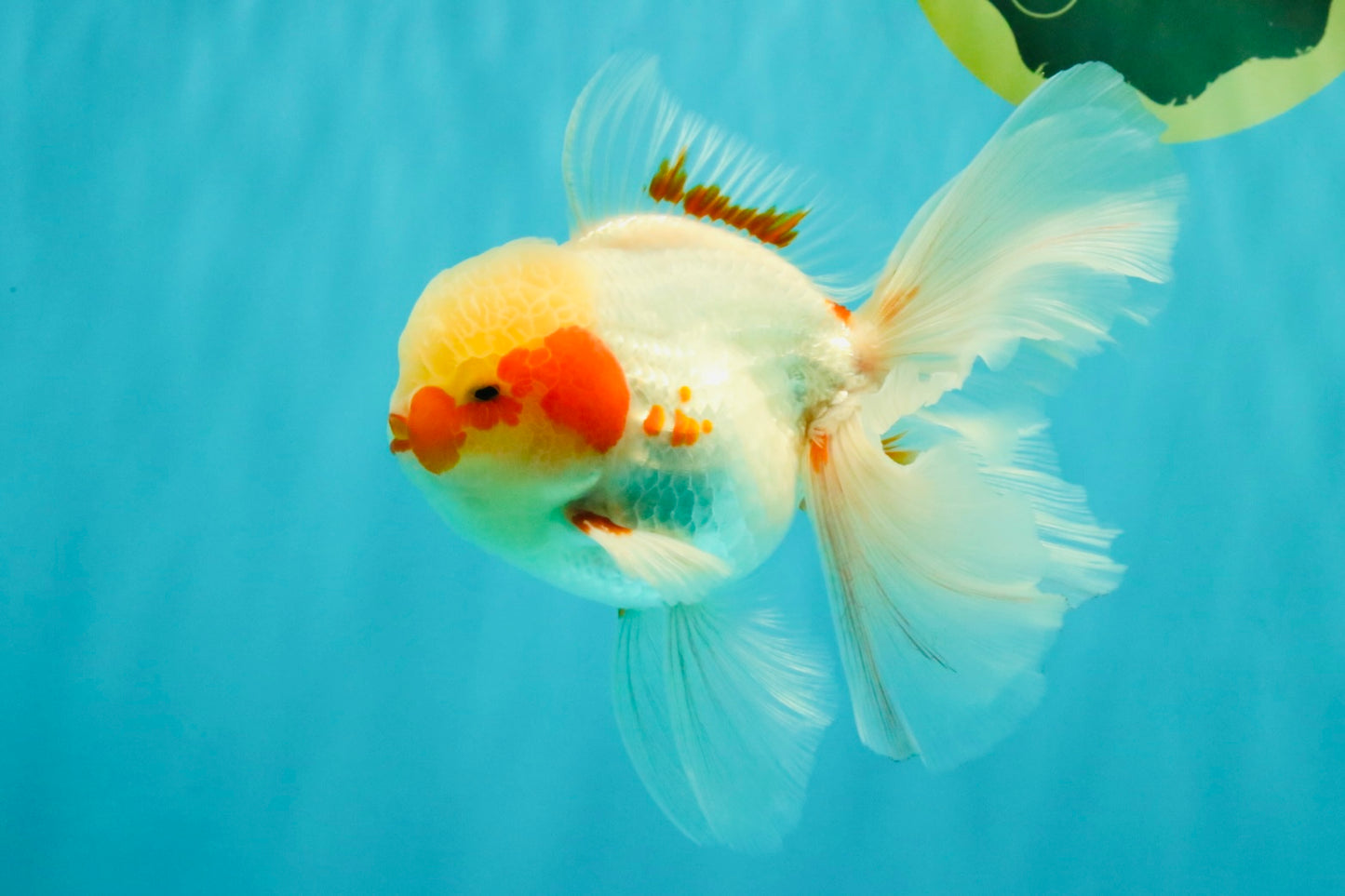 A Grade Red White Oranda Male 5.5 inches #062626OR_36