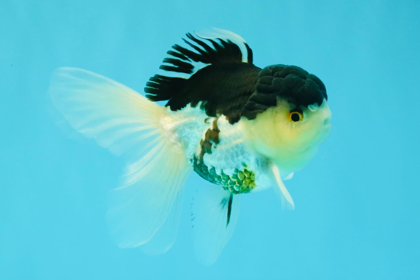 Panda Oranda Male 5 inches #031326OR_29