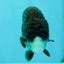 SPECIAL AAA Grade Strong Body Structure Black Cooper Ranchu Male 4.5 inches #061926RC_08