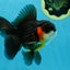 A Grade Tricolor Oranda Male 4.5 inches #053025OR_18