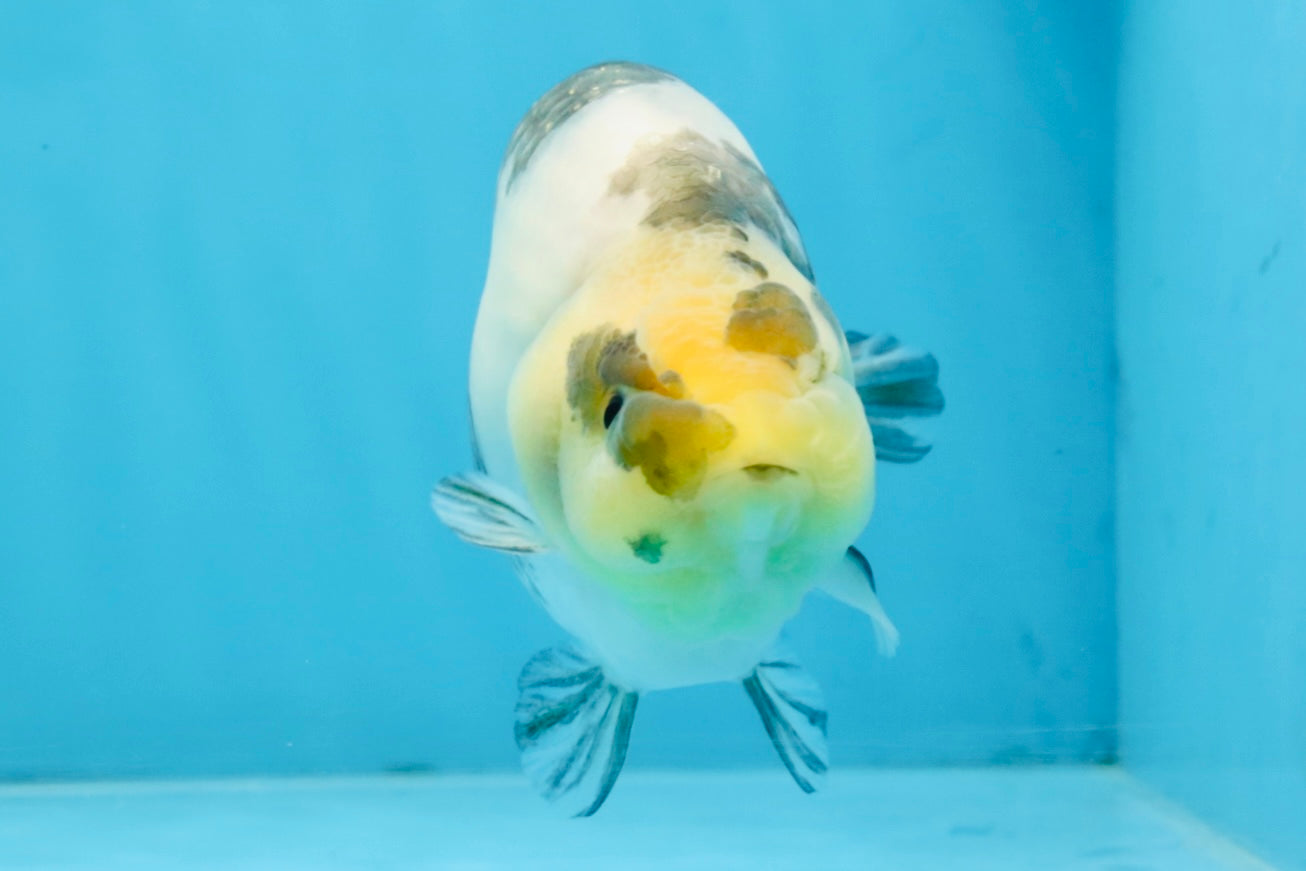Cow Chinese Ranchu Female 5-5.5 inches #103125RC_08