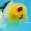 A Grade Lemonhead Oranda Male 5 inches #0830OR_22