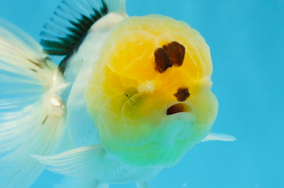 A Grade Lemonhead Oranda Male 5 inches #0830OR_22